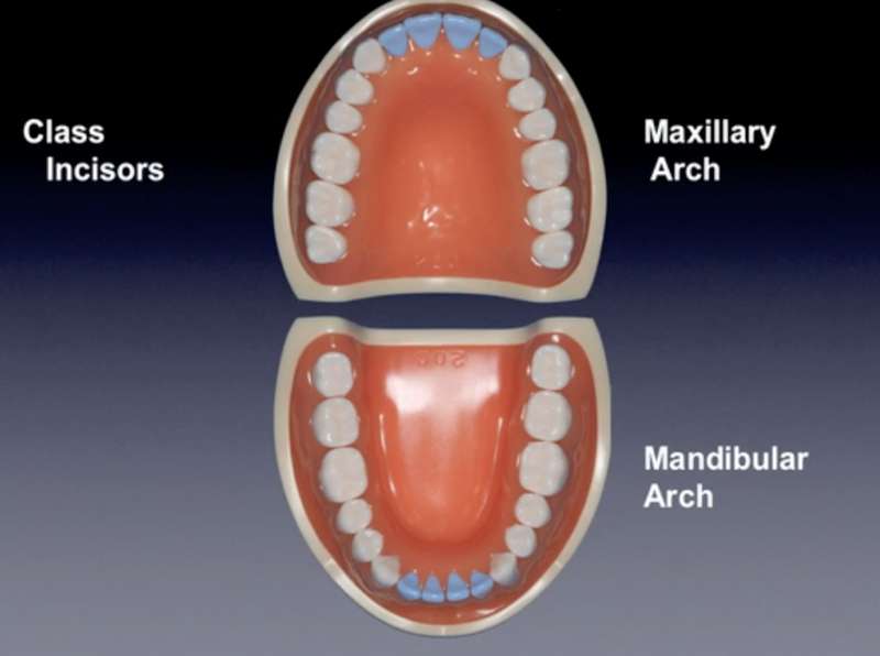 Posterior And Anterior Teeth Chart