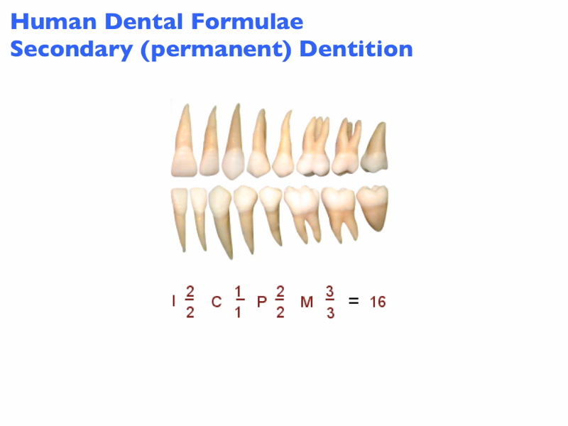 human_dental_formulaeHB_Image.png